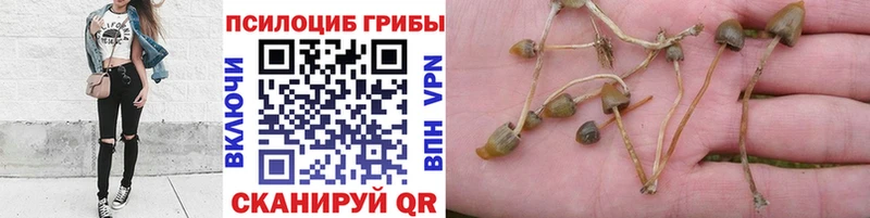 нарко площадка как зайти  KRAKEN   Чекалин  Псилоцибиновые грибы ЛСД 
